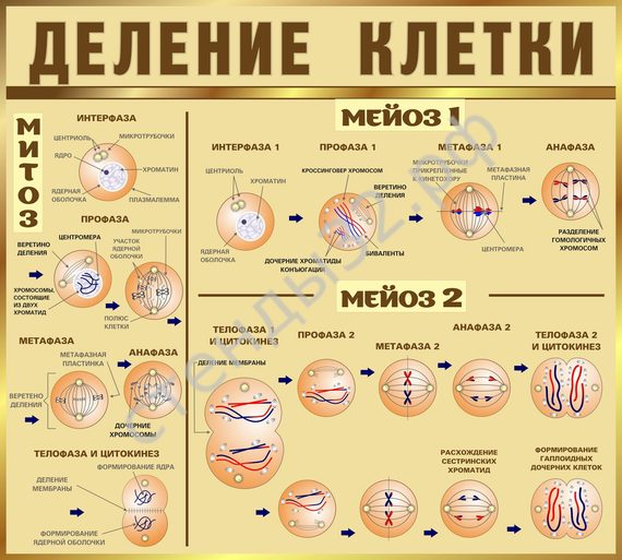 ДЕЛЕНИЕ КЛЕТКИ